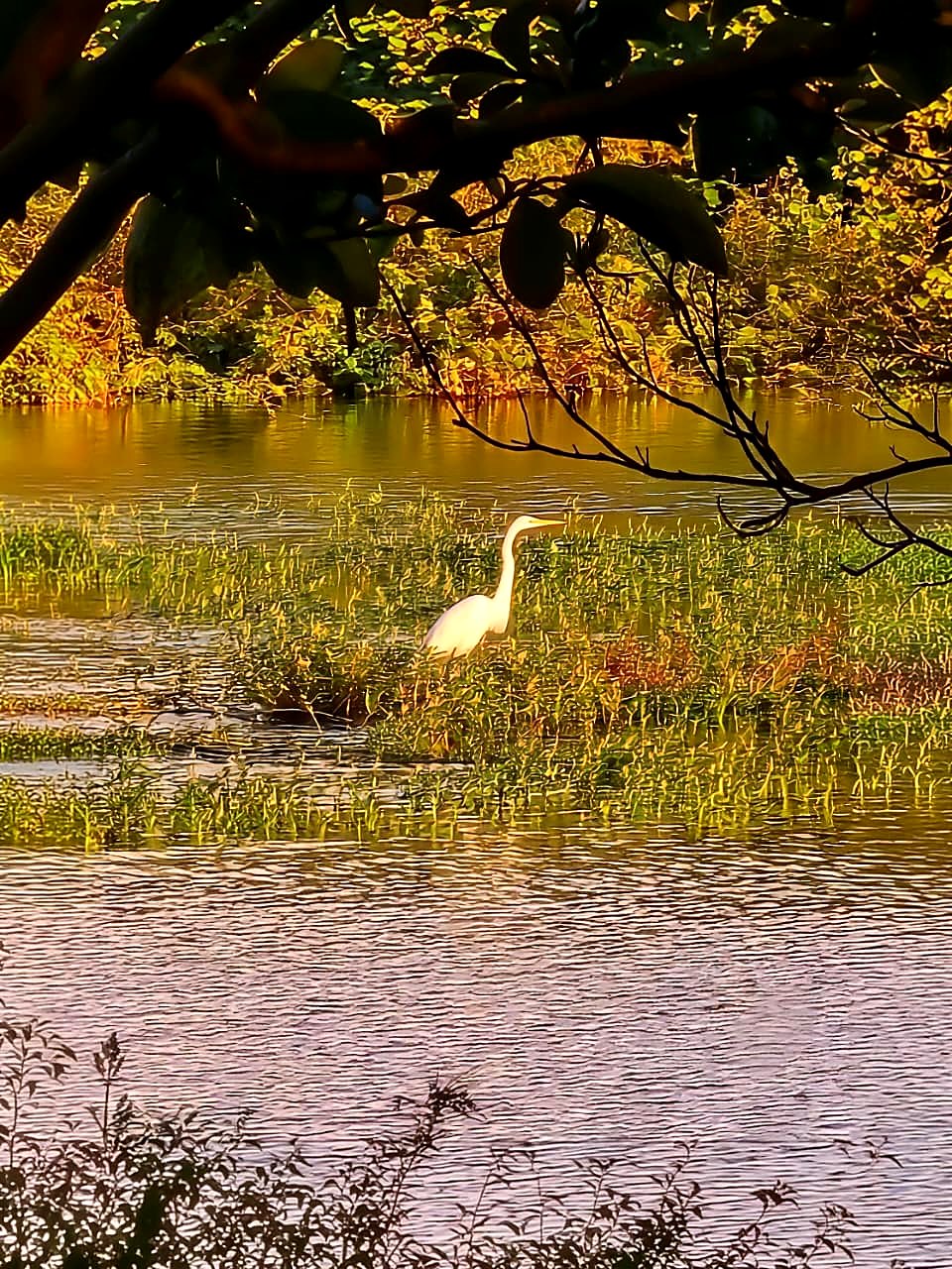 Garza junto al agua cerca de la propiedad