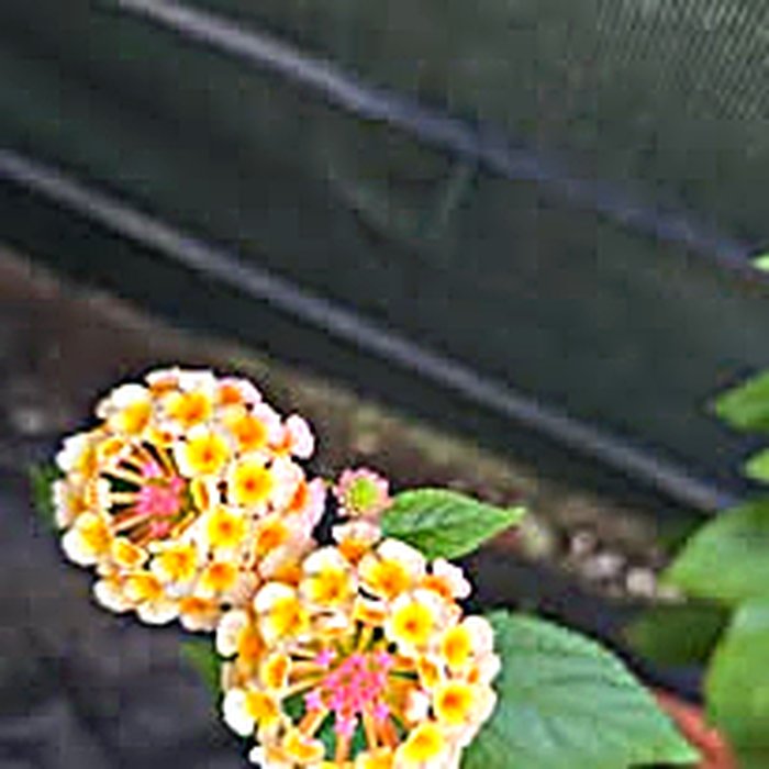 Flores tropicales