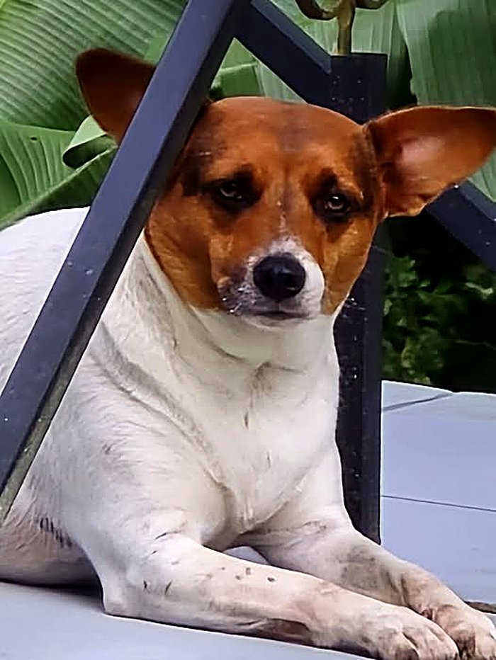 Uno de los perritos de la propiedad
